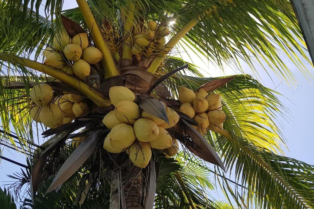 Palm Villas Sainte-Anne  Bagian luar foto